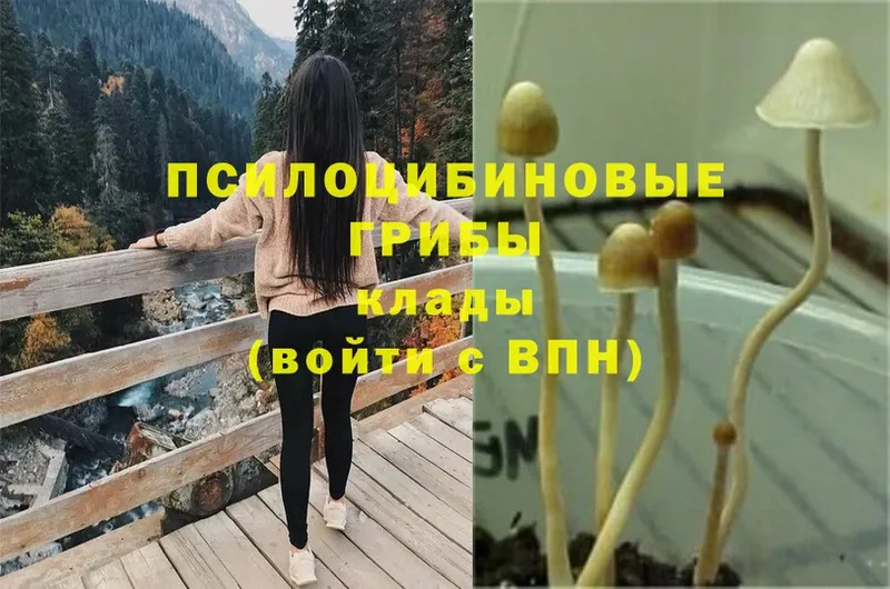 Галлюциногенные грибы Magic Shrooms  даркнет сайт  Кукмор 